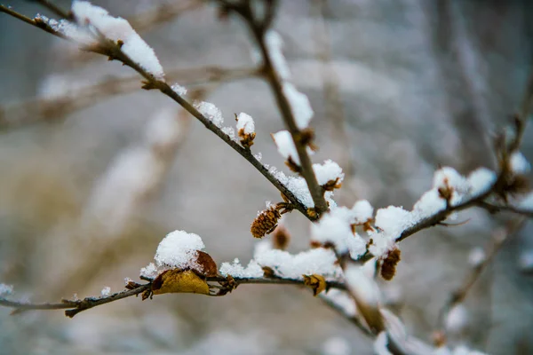 リーフレスブランチの雪 — ストック写真