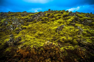  İzlanda'da yosunlu lav alanı