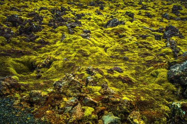  İzlanda'da yosunlu lav alanı