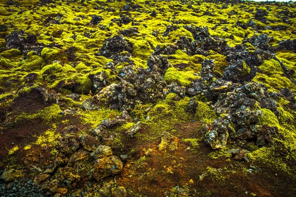  İzlanda'da yosunlu lav alanı