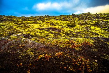  İzlanda'da yosunlu lav alanı