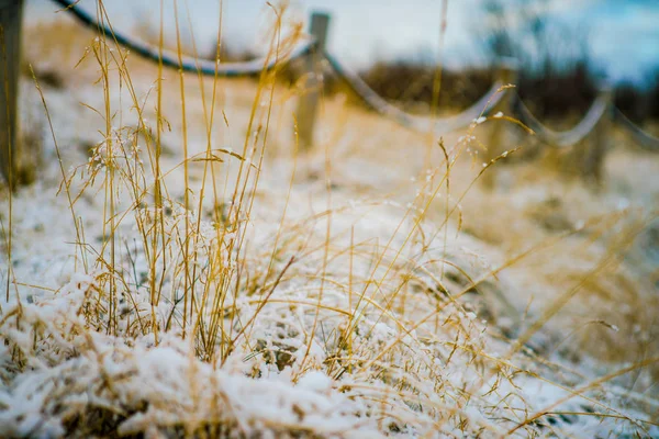 Snow Cover Weide — Stockfoto