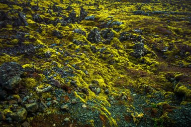  İzlanda'da yosunlu lav alanı