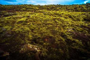  İzlanda'da yosunlu lav alanı