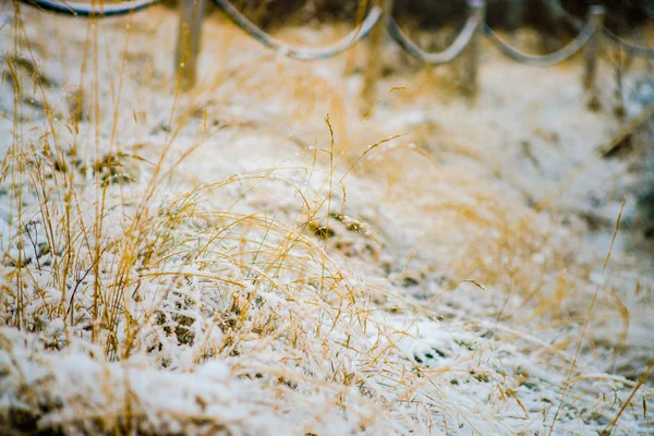 Snow Cover Meadow — Stock Photo, Image