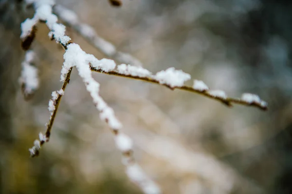 リーフレスブランチの雪 — ストック写真