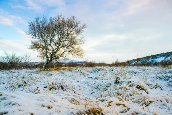 Snow Cover Weide — Stockfoto