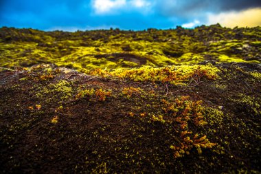  İzlanda'da yosunlu lav alanı