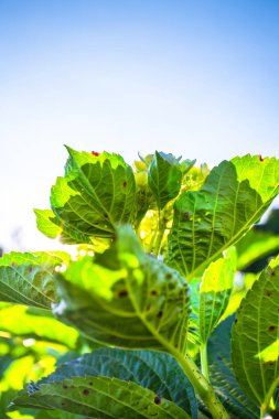 Ortanca Çiçek bahçesinde