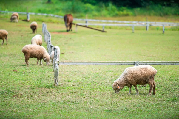 Sheep Farm Field — Stock Photo, Image