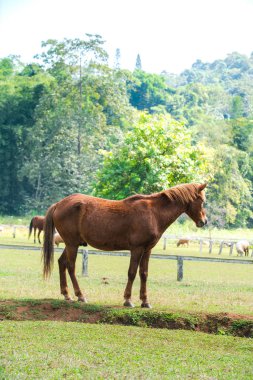 Tarlada çiftlikte atlar