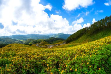Tung Bua Tong Meksika ayçiçeği
