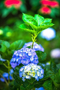 Ortanca Çiçek bahçesinde