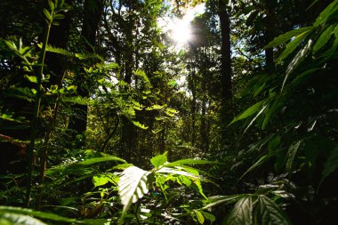 Doi Inthanon Milli Parkı'nda Kew Mae Pan Doğa Trail Doğa sahnesi, Chiang Mai, Tayland