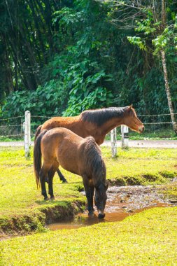 Tarlada çiftlikte atlar