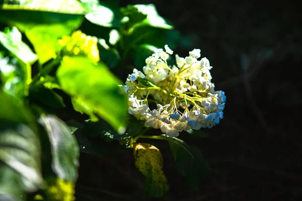 Hydrangea Flower Garden — Stock Photo, Image
