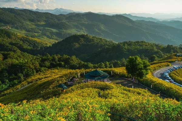 Mexikanska Solros Blomma Tung Bua Tong Forest Park Doi Mae — Stockfoto