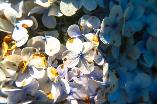 Hortensia Bloem Tuin — Stockfoto