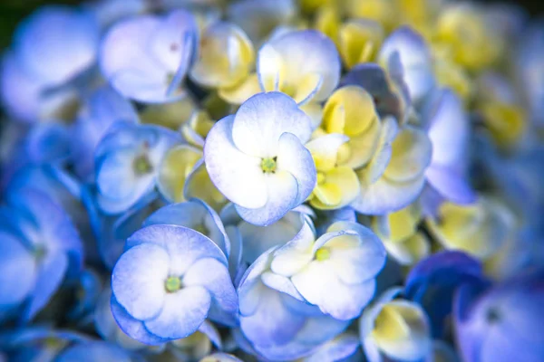 Гортензия Цветок Саду — стоковое фото