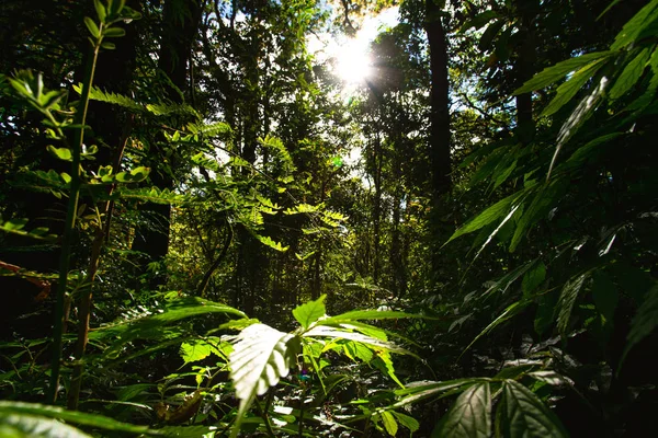 Doi Inthanon Milli Parkı'nda Kew Mae Pan Doğa Trail Doğa sahnesi, Chiang Mai, Tayland