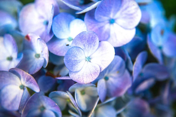 Hortensia Bloem Tuin — Stockfoto