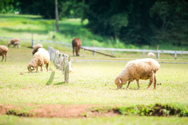 Sheep Farm Field — Stock Photo, Image