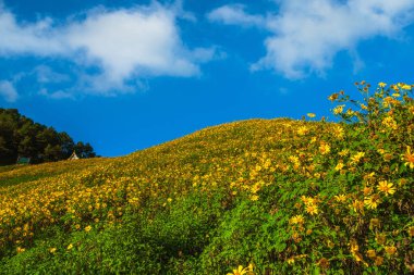 Doi Mae Ukho, Khun Yuam ilçe, Maehongson eyaleti, Tayland Tung Bua Tong orman parkı Meksika ayçiçeği çiçek