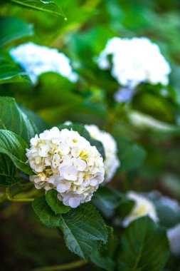 Ortanca Çiçek bahçesinde