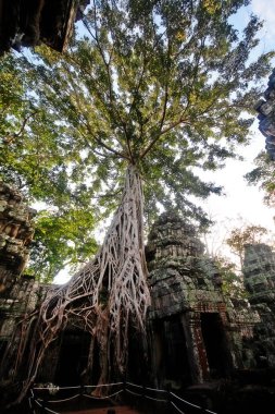 Ta Prohm (Prasat Ta Prohm), Angkor Thom 'un doğusunda ve doğu Baray, Angkor, Siem Reap, Kamboçya' nın güney ucunda bulunan eski bir tapınak olarak bilinen Bayon tarzı tapınak.