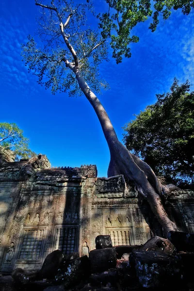 Zřícenina Chrám Preah Khan Khmer Královský Meč Kořenech Sycamore Stromy — Stock fotografie