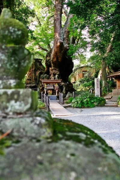 Grande Canfora Kusu Albero Sacro Nel Santuario Principale Kinomiya Santuario — Foto Stock