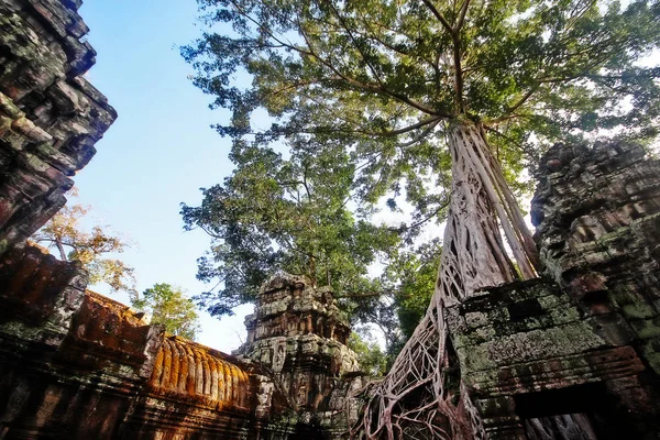 Prohm Prasat Prohm Bayon Stijl Tempel Beroemd Als Oude Tempel — Stockfoto