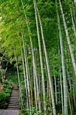 Hase-dera'daki bambu bahçesi (Kaiko-zan Jisho-in Hase-dera), yaygın olarak Hase-kannon olarak adlandırılır, Kamakura'da bir Budist tapınakları, Kanagawa Bölgesi (Kanagawa-ken), Kanto bölgesi, Japonya