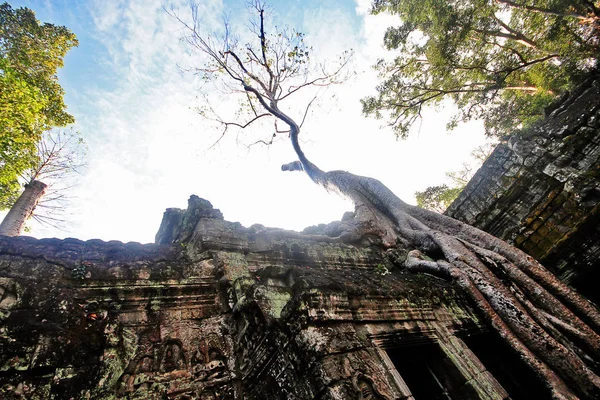 Prohm Prasat Prohm Bayon Stijl Tempel Beroemd Als Oude Tempel — Stockfoto