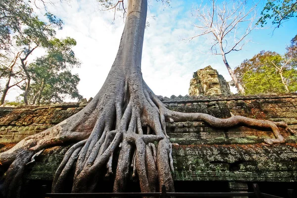 Prohm Khmer Bayon Style Temple Famous Old Temple Roots Spung — Stock Photo, Image