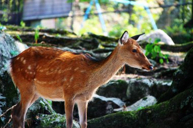 Hatsukaichi şehrindeki Miyajima Adası, Hiroşima Bölgesi, Chugoku Bölgesi, Japonya.