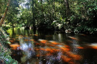 Sahasralingas (Linga 1,000), Phnom Kulen Ulusal Parkı 'nda (Phnom Koulen veya Lychees Dağı), Siem Reap, Kamboçya, 