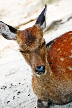 Hatsukaichi şehrindeki Miyajima Adası, Hiroşima Bölgesi, Chugoku Bölgesi, Japonya