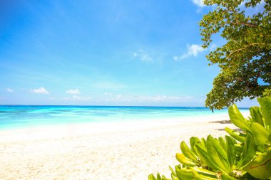 Phang nga, Tayland bir güzel bir günde Tachai Adası plaj