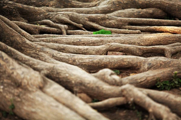 Arrière Plan Des Racines Arbre Avec Feuille Verte — Photo