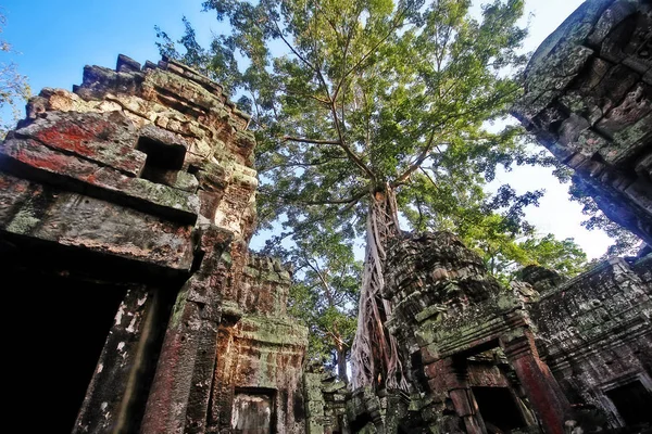 Prohm Prasat Prohm Templo Estilo Bayón Famoso Como Antiguo Templo — Foto de Stock