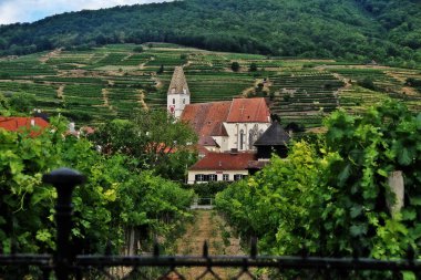 Spitz an der Donau'daki St. Maurice kilisesi, Avusturya'nın Aşağı Avusturya eyaletinde, Aşağı Avusturya eyaletinde krems-land bölgesinde bir pazar kasabası, Wachau Vadisi, Avusturya (Osterreich)
