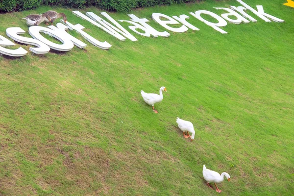 Ratchaburi Tailândia Junho 2017 Ganso Área Agrícola Parque Aquático Resort — Fotografia de Stock