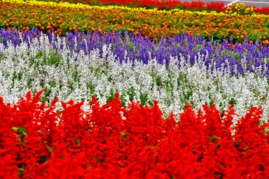 Nakafurano (Nakafurano-cho), Sorachi Bölgesi, Kamikawa Bölgesi, Hokkaido, Japonya