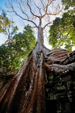 Ta Prohm (Prasat Ta Prohm), Angkor Thom 'un doğusunda ve doğu Baray, Angkor, Siem Reap, Kamboçya' nın güney ucunda bulunan eski bir tapınak olarak bilinen Bayon tarzı tapınak.