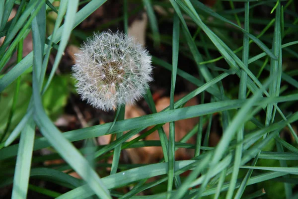 Dandelion in meadow, close up