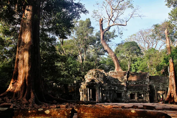 Prohm Prasat Prohm Templo Estilo Bayón Famoso Como Antiguo Templo — Foto de Stock