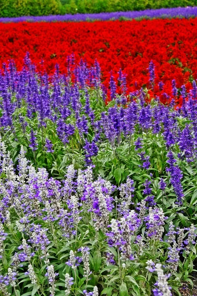Kleurrijk Van Lavendelveld Tomita Boerderij Aantrekkelijke Bestemming Van Nakafurano Nakafurano — Stockfoto