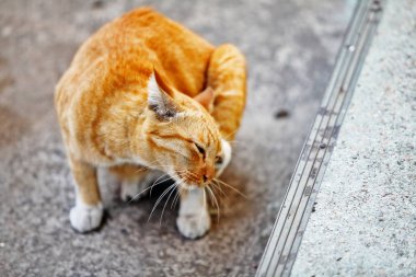 Sokaktaki Tayland Kedisi 