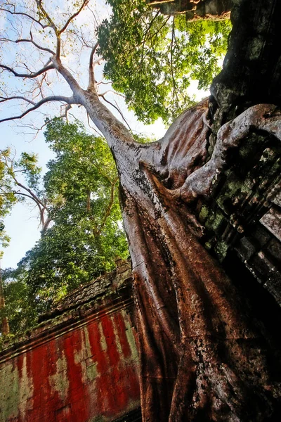 Prohm Prasat Prohm Bayon Stil Templet Känt Som Det Gamla — Stockfoto